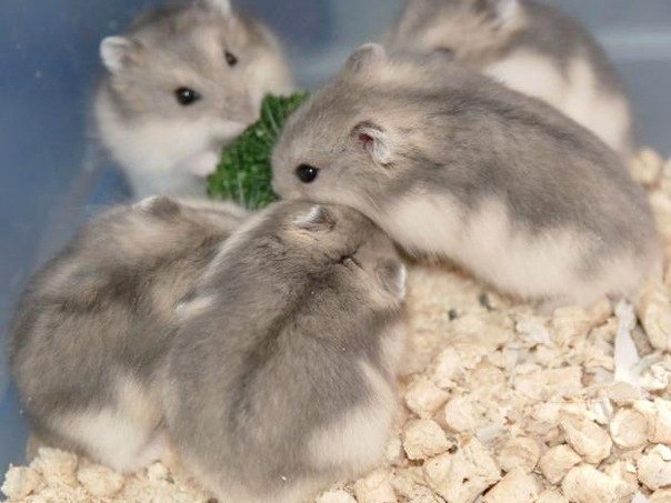 Породы хомяков | ЗооТом - продажа, вязка и услуги для животных в Никольске