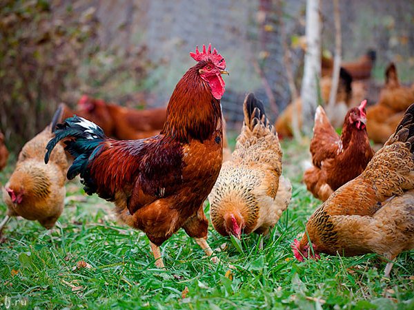 Породы куриц | ЗооТом - продажа, вязка и услуги для животных в Никольске