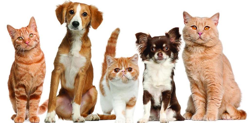 Доска объявлений о животных | ЗооТом - продажа, вязка и услуги для животных в Никольске