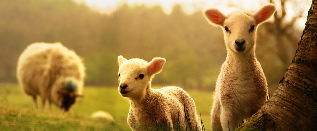Объявления о сельскохозяйственных животных | ЗооТом - продажа, вязка и услуги для животных в Никольске
